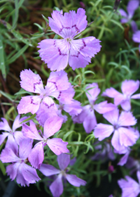 Dianthus amurensis 'Siberian Blues'